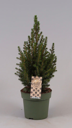 December Picea Christmas Tree – 19cm Pot, 65cm