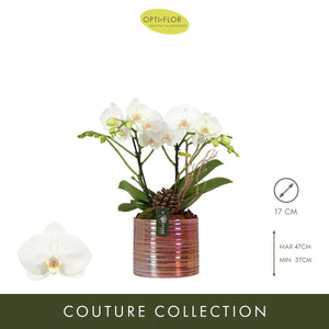 Champagne Phalaenopsis Orchid Arrangement – 17cm Ceramic Pot