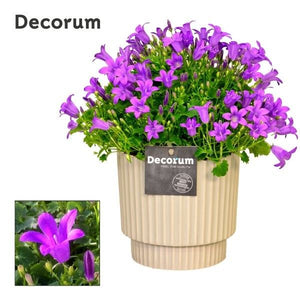 Blue Campanula portenschlagiana – 15cm Pot
