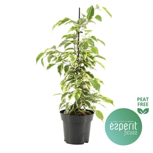 Ficus Benjamina ‘Samantha’ – 14cm Pot, 55cm High