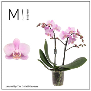Pink Phalaenopsis Orchid – 2 Stem, 12cm Pot