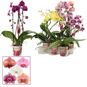 Mixed Phalaenopsis Orchid – 2 Stems, 12cm Pot