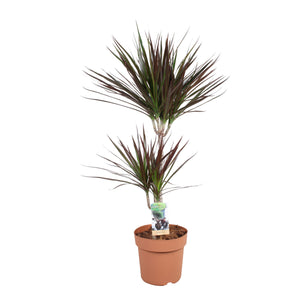 Dragon Tree (Dracaena marginata) – 21cm Pot, Approx. 90cm