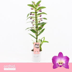 White Dendrobium Nobile Orchid – 12cm Pot