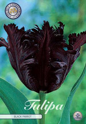 Black Parrot Tulip Bulbs – Tulipa 'Black Parrot' (7 Bulbs)