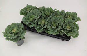 Brassica Rood Glad Ornamental Plant – 10.5cm Pot