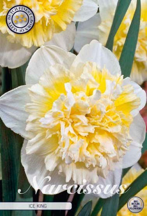 Narcissus ‘Ice King’ Daffodil Bulbs – 5 Pack
