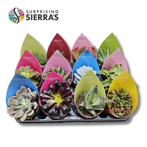 Mixed Succulent Surprise – 8.5cm Pot