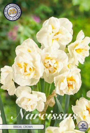 Narcissus ‘Bridal Crown’ Daffodil Bulbs