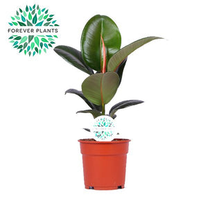 Rubber Plant (Ficus elastica) – 17cm Pot, 50cm High