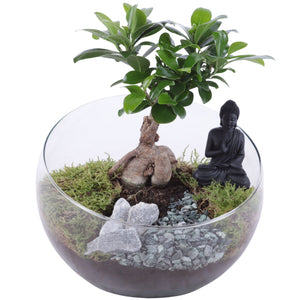 Ficus Ginseng Bonsai – 20cm Pot