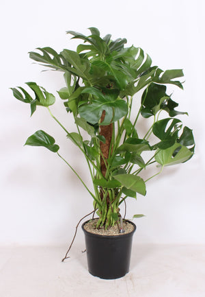 Swiss Cheese Plant (Monstera deliciosa) – 32cm Pot, 130cm High