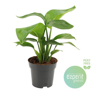 White Bird of Paradise (Strelitzia nicolai) – 14cm Pot