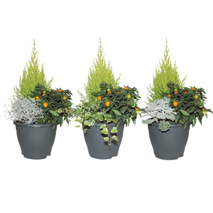 Flowering Patio Arrangement – 19cm Plastic Dish