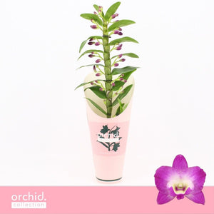 White Dendrobium Nobile Orchid – 12cm Pot