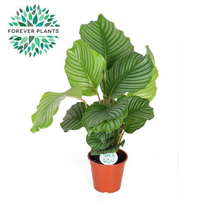 Calathea Orbifolia Prayer Plant – 17cm Pot