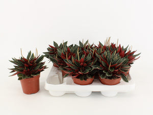 Red Peperomia Caperata – 10.5cm Pot