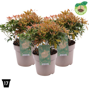 Pieris japonica ‘Rosalinda’ – 17cm Pot
