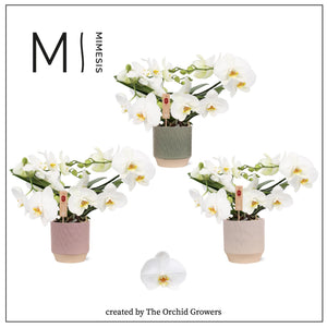 White Phalaenopsis Orchid – 2 Stem, 12cm Pot