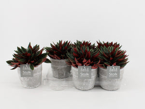 Red Peperomia caperata – 13cm Stone-Effect Pot