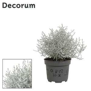 Silver Cushion Bush (Leucophyta brownii) – 10.5cm Pot