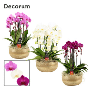 Mixed Phalaenopsis Orchid – 3 Stem, 27cm Ceramic Pot