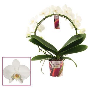 White Phalaenopsis Orchid ‘Goddess’ – 2 Stem, 12cm Pot