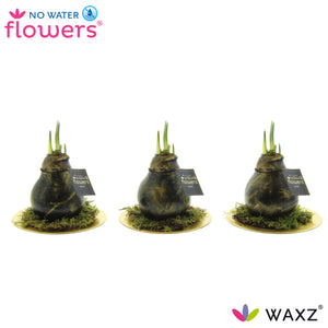 Antique Golden Waxed Amaryllis Bulb – 2 Flowers