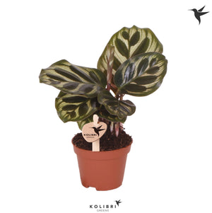 Calathea makoyana Prayer Plant – 6cm Pot