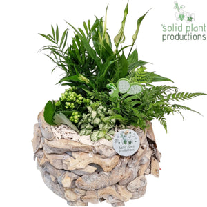 White-Washed Driftwood Arrangement – 31cm Wooden Pot