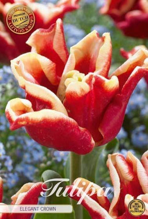 Tulipa Crown Elegant Crown Flower Bulbs – 7 Bulbs