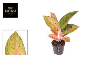 Red Aglaonema ‘Iguana’ – 12cm Pot