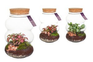Pluto Small Glass Terrarium – 12cm