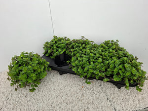 Callisia repens Green Houseplant – 12cm Pot