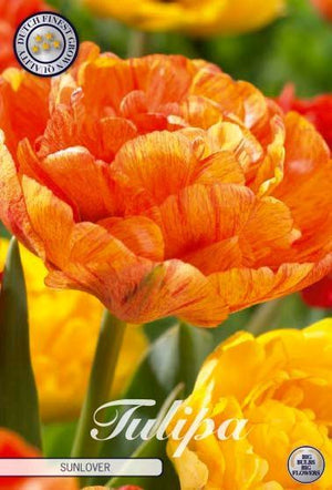 Tulip ‘Sunlover’ Double Late Flower Bulbs – 7 Bulbs