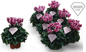 Small-Flowered Cyclamen persicum ‘Odora Exclusive’ – 10.5cm Pot