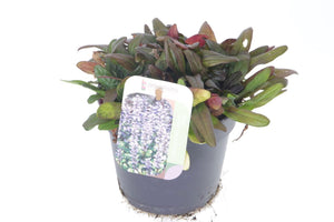 Ajuga ‘Chocolate Chip’ – 13cm Pot