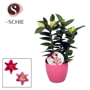 Oriental Lily ‘Souvenir’ – 14cm Pot