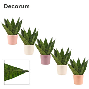 Sansevieria Zeylanica ‘Maui’ – 6cm Ceramic Pot