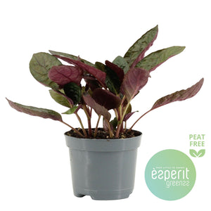 Crispy Red Flame Plant (Hemigraphis) – 8.5cm Pot