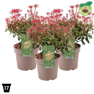 Japanese Mountain Fire Pieris – 17cm Pot