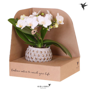 White Phalaenopsis Orchid ‘Kolibri Halo’ – 9cm Ceramic Pot