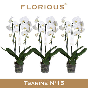 White Phalaenopsis Orchid – 2 Stem, 15cm Pot