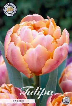 Pink Star Double Late Tulip Bulbs – 7 Pack