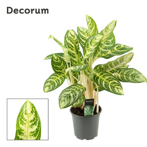 Aglaonema ‘Zebra’ (Aglaonema decorum) – 17cm Pot