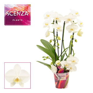 White Phalaenopsis Orchid ‘Twirl’ – 3 Stem, 12cm Pot
