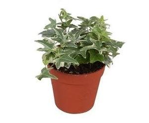 Hedera Helix ‘Mona Lisa’ Ivy – 9cm Pot