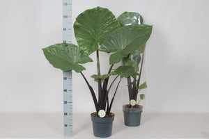 Alocasia Houseplant – 21cm Pot, Approx. 100cm High