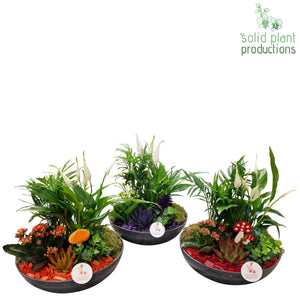 Autumn Mix Plant Arrangement – 30cm Decorative Pot