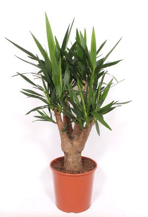 Yucca Elephantipes – 30cm Pot, 120cm High